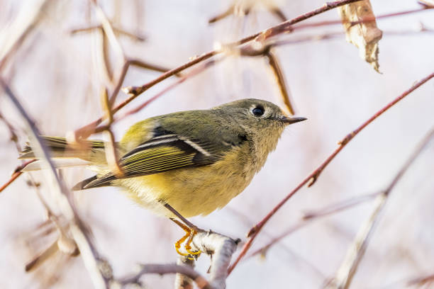 istock Close up of Ruby-crowned Kinglet (Regulus calendula) perched on a branch; blurred background, San Francisco bay area, California 1202892672