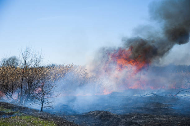 istock Fire, strong smoke. Burning reed in the swamp. Natural disaster 1202894122