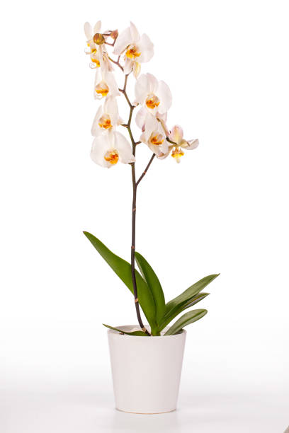 istock white orchid plant with clipping path 1202894176