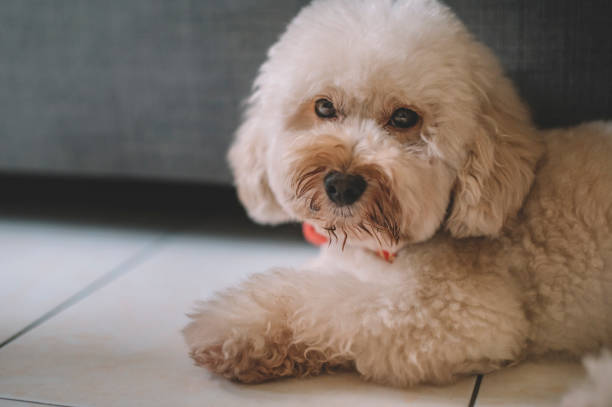 istock toy poodle at home resting 1202896640