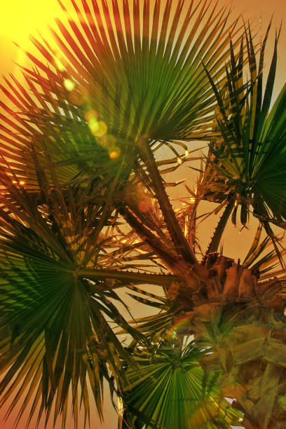 Palm tree against red sky and sun with beautiful sunbeams. Toned image. View from below.