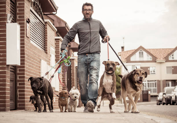 dog walker professionista o pet sitter che camminano un branco di simpatici cani di razza diversa e di salvataggio al guinzaglio in city street. veterinari e cani amanti delle persone. - rescue training” foto e immagini stock