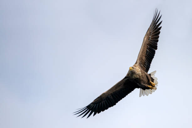 istock white tailed eagle (Haliaeetus albicilla) flies above the water of the oder delta in Poland, europe. Writing space. 1202899092