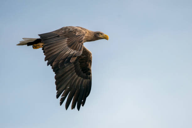 istock white tailed eagle (Haliaeetus albicilla) flies above the water of the oder delta in Poland, europe. Writing space. 1202899161