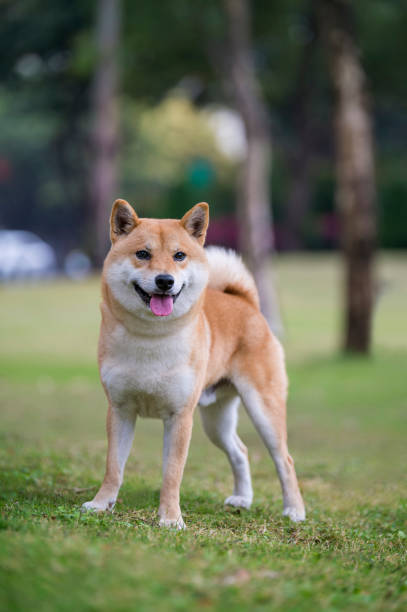 istock Shiba Inu playing in the park grass 1202900253