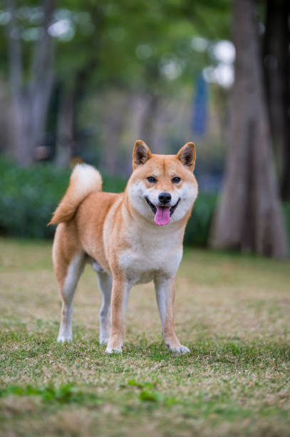 istock Shiba Inu playing in the park grass 1202900262