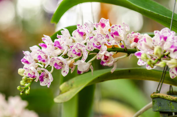 istock White and pink orchids On a blurred background 1202900696