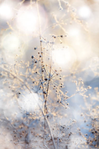 istock blue and brown dried frozen plants at bright sunset 1202902084