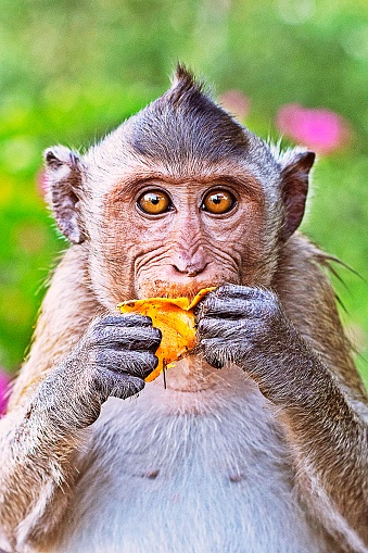 Monkey eating fruit.