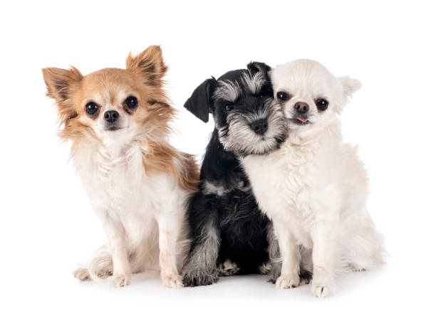 istock miniature schnauzer and chihuahua 1202906833