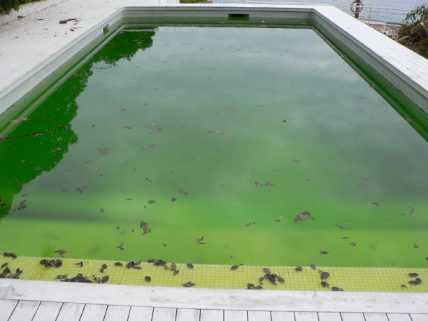 istock Dirty pool water surface with autumn leaves floating on the water. 1202906951