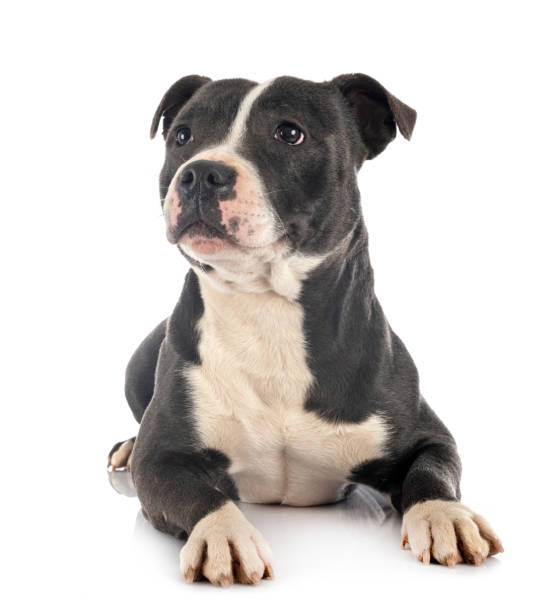 istock staffordshire bull terrier 1202907087
