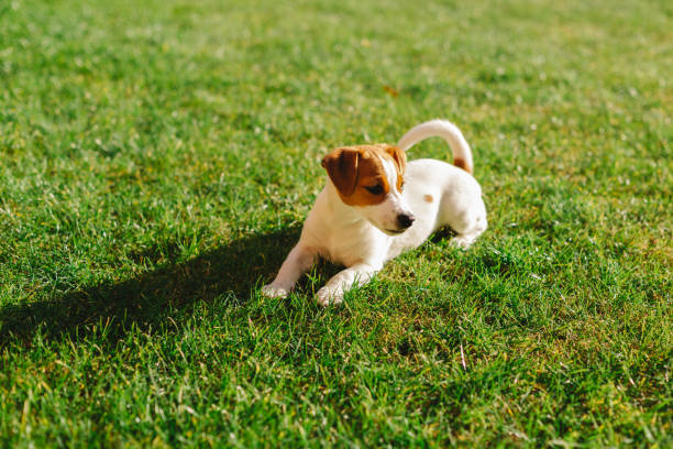 istock Happy puppy Jack Russell Terrier playing in the grass. 1202907477