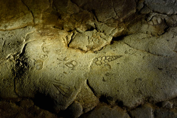 istock Fossils, Arwah Cave known for its limestone formations and fossils of fish bones, shells, Cherrapunjee (Sohra), Meghalaya, India 1202907640