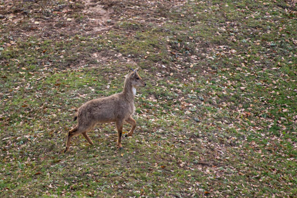 The Himalayan goral, Naemorhedus goral. Listed as Near Threatened on the IUCN Red List , Chopta, Garhwal, Uttarakhand, india The Himalayan goral, Naemorhedus goral. Listed as Near Threatened on the IUCN Red List , Chopta, Garhwal, Uttarakhand, india bharal photos stock pictures, royalty-free photos & images