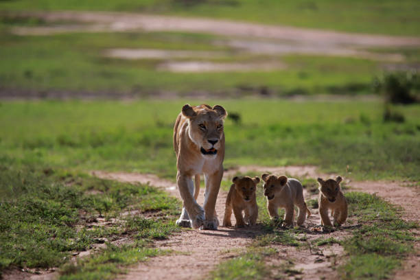 istock Lioness with cubs, Maasai Mara National Reserve, Kenya 1202910330