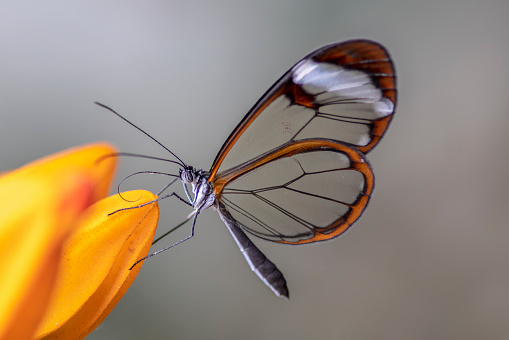 Hermosa mariposa ala de cristal (Greta oto) en un jardín de verano en una flor de naranja. En la selva amazónica de América del Sur. Mariposa tropical presésa. photo