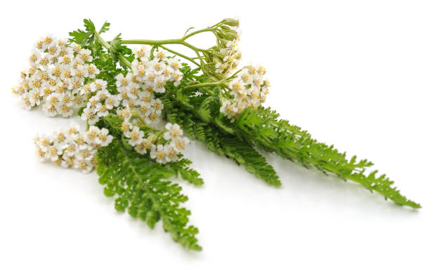 istock Green leaves of yarrow. 1202912694
