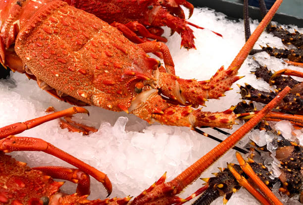 close-up fresh lobsters on ice in supermarket - lobster cracker imagens e fotografias de stock