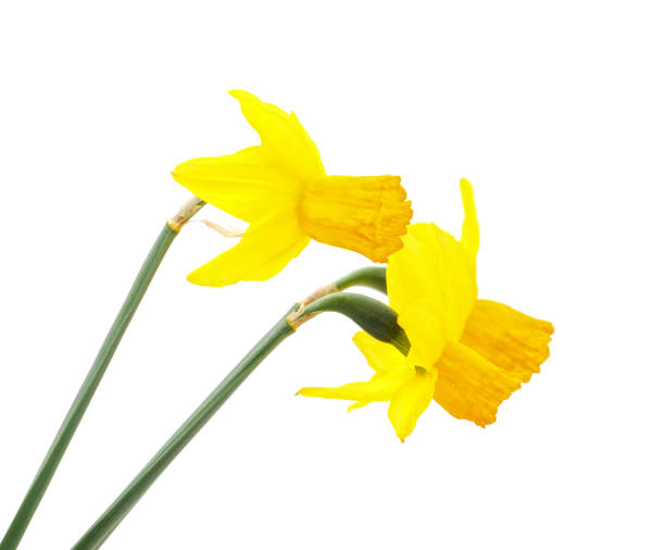 istock Bouquet of yellow daffodils. 1202912726