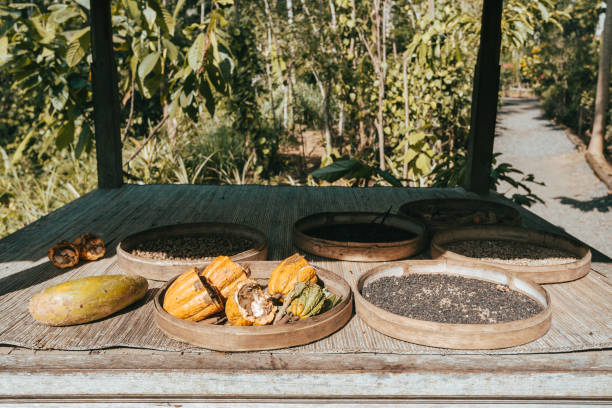 Ripe cocoa setup on rustic wooden background, Bali Indonesia