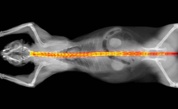 рентгеновская компьютерная томография столба кошачьего позвонка - rmt стоковые фото и изображения