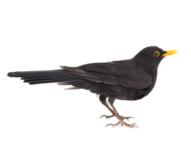 oiseau noir isolé sur un fond blanc - common blackbird photos et images de collection