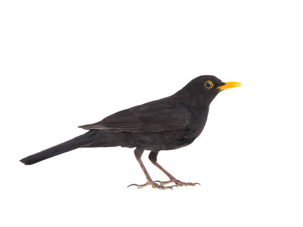 istock blackbird isolated on a white background 1202915772