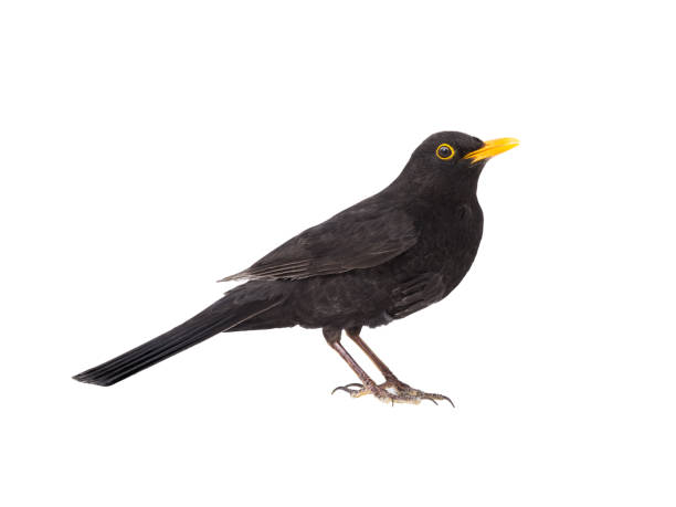 白い背景に隔離された黒い鳥 - common blackbird ストックフォトと画��像