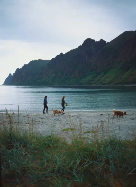 Photo of Couple with dog walking on beach on Lofoten island