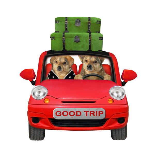 istock Two dogs travel in red car 1202916071