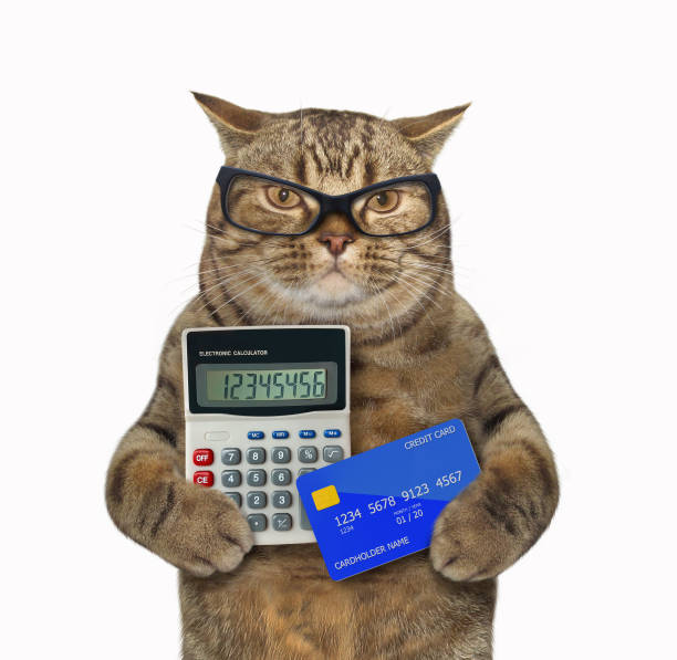 istock Cat with calculator and credit card 1202916086