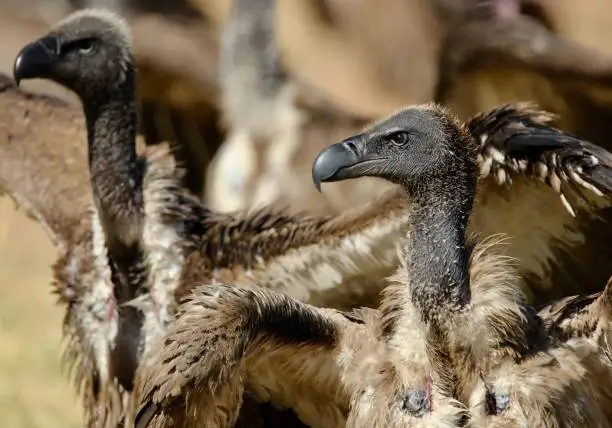 A couple big Vultures , keeping a keen eye waiting for their chance to have a bite at the kill.