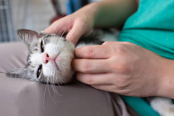 istock Adult hand massaging a kitty cat 1202917711