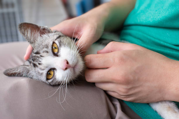 istock Adult hand massaging a kitty cat 1202918510