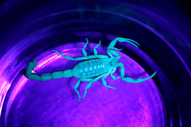 Animal scorpion wildlife shining uv light venom poison nature dangerous glass stock photo
