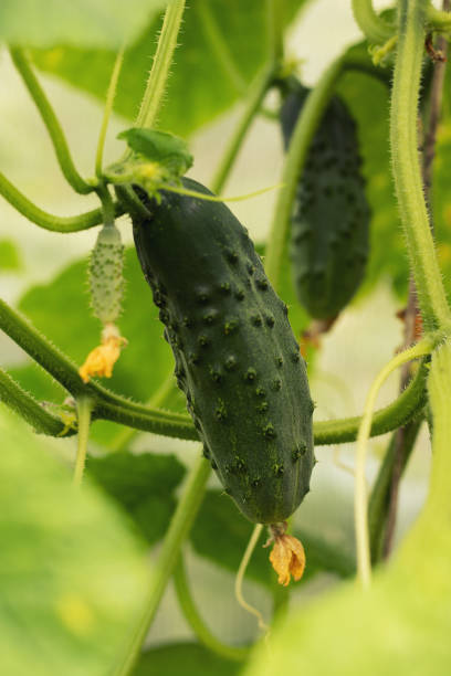 istock Growing cucumbers and harvesting. Organic production. Ecological products. 1202919070