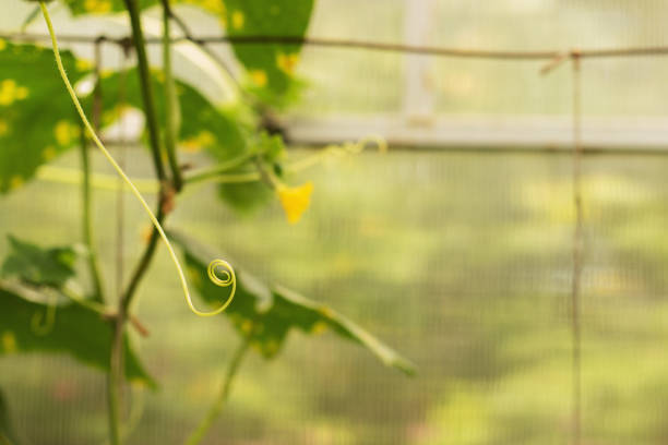 Grape growing in the vineyard. Selective focus.