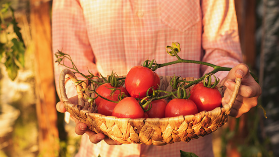 Farmer working in organic tomato greenhouse, Close up ,