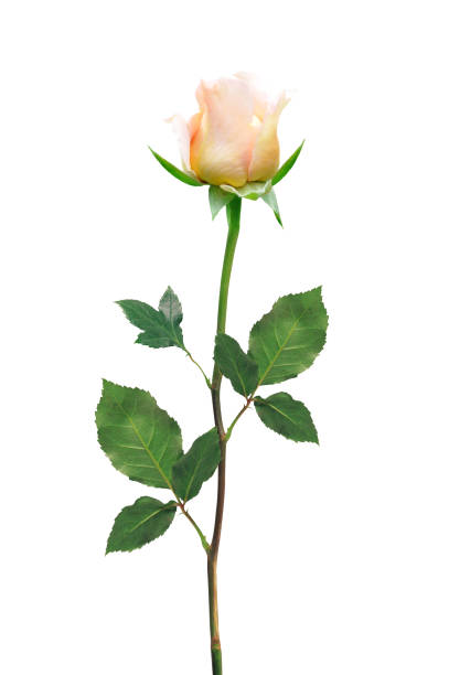 istock Beautiful Light Pink Rose Flower isolated on white for design 1202920471