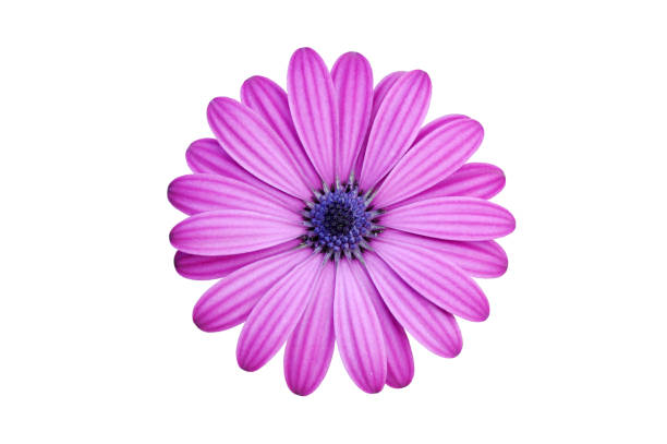 istock Pink beautiful chamomile isolated on white for greeting card decor design 1202920475