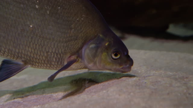 Bream fish - abramis brama. Underwater shot of mature bream fish looking for food on river floor. Fresh water