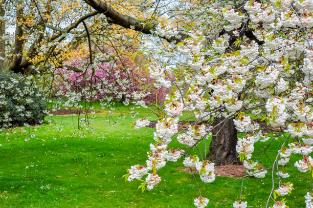 봄에 정원, 런던, 영국 - royal botanical garden 뉴스 사진 이미지