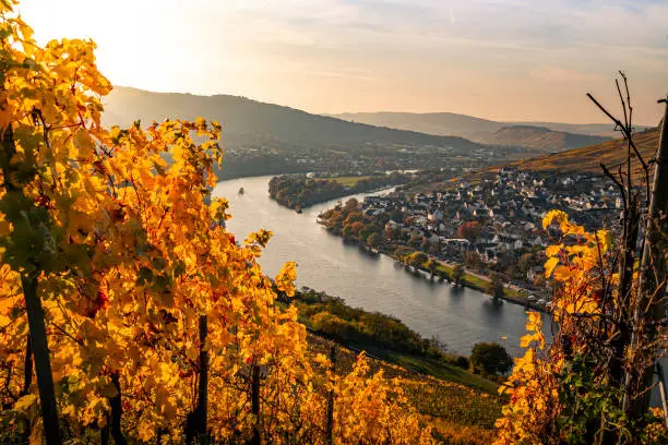Sunset at an autumnal vineyard in the Moselle Valley