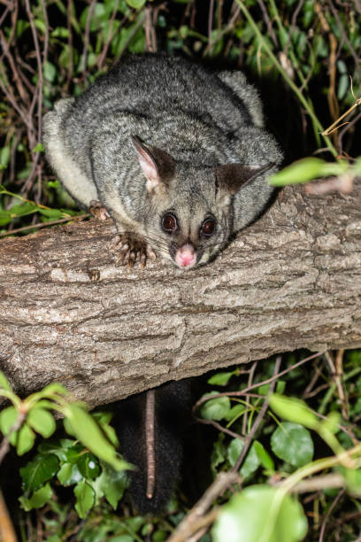 istock Common Brushtail Possum in a garden tree 1202924826
