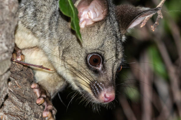 istock Common Brushtail Possum in a garden tree 1202925424