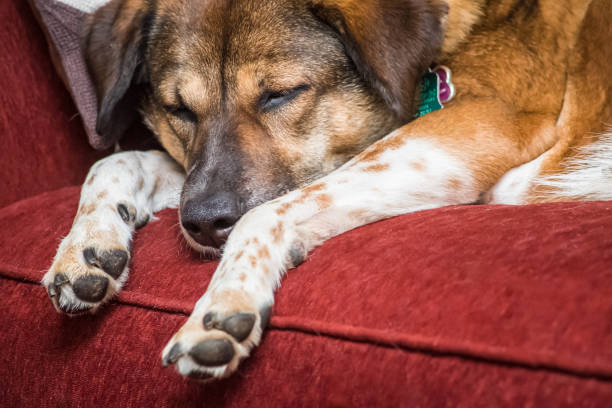 istock Sleeping dog taking a nap on a red couch 1202925518