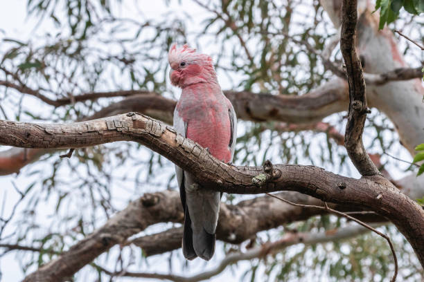 istock Immature Galahs in a tree 1202926153