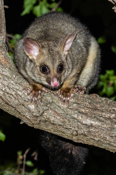 istock Common Brushtail Possum in a garden tree 1202927258