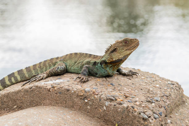istock Gippsland Water Dragon 1202927834